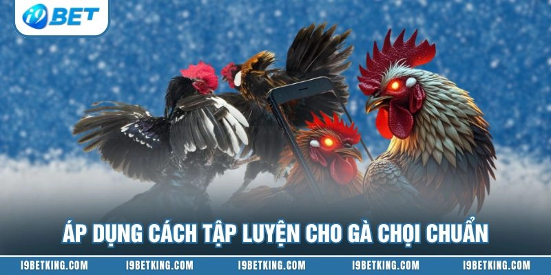Áp dụng cách tập luyện cho gà chọi chuẩn
