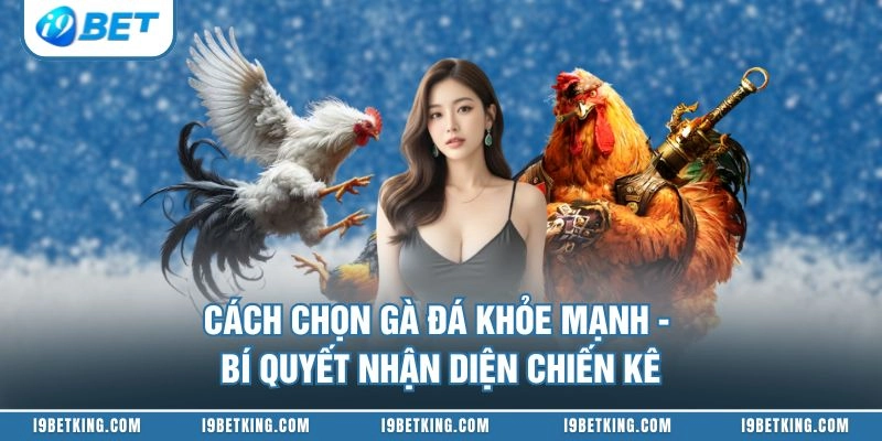 Cách Chọn Gà Đá Khỏe Mạnh - Bí Quyết Nhận Diện Chiến Kê