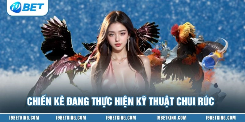 Chiến kê đang thực hiện kỹ thuật chui rúc