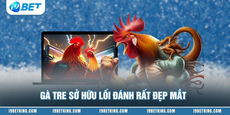Gà tre sở hữu lối đánh rất đẹp mắt