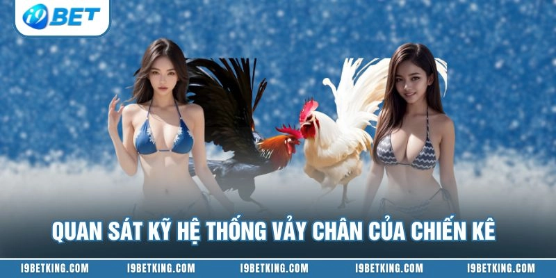 Quan sát kỹ hệ thống vảy chân của chiến kê