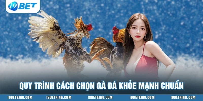 Quy trình cách chọn gà đá khỏe mạnh chuẩn