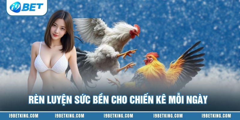 Rèn luyện sức bền cho chiến kê mỗi ngày