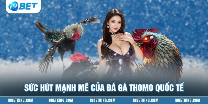 Sức hút mạnh mẽ của đá gà Thomo quốc tế